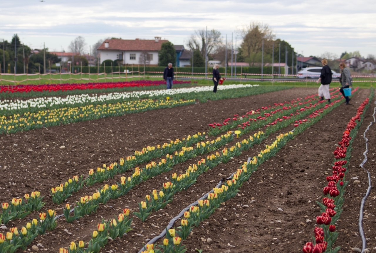 ROVEREDO VARMO. BORDIN INAUGURA GIARDINO TULIPANI: ESEMPIO DI PASSIONE